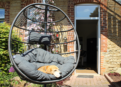 Hund Findus im Hängesessel Duncan vor dem Haus im Sonnenschein.