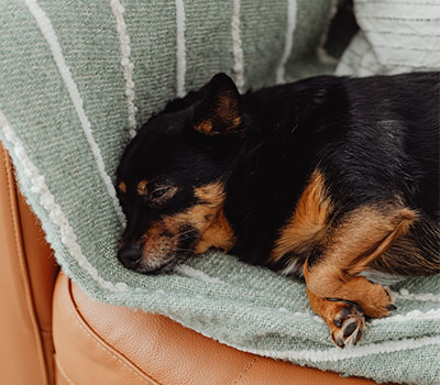 Ein Hund liegt auf einer Decke auf einem braunen Ledersofa.