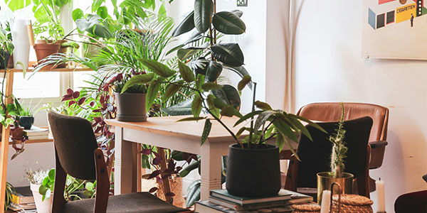 Ein Urban Jungle mit Tisch und Stühlen, Deko und vielen Pflanzen.