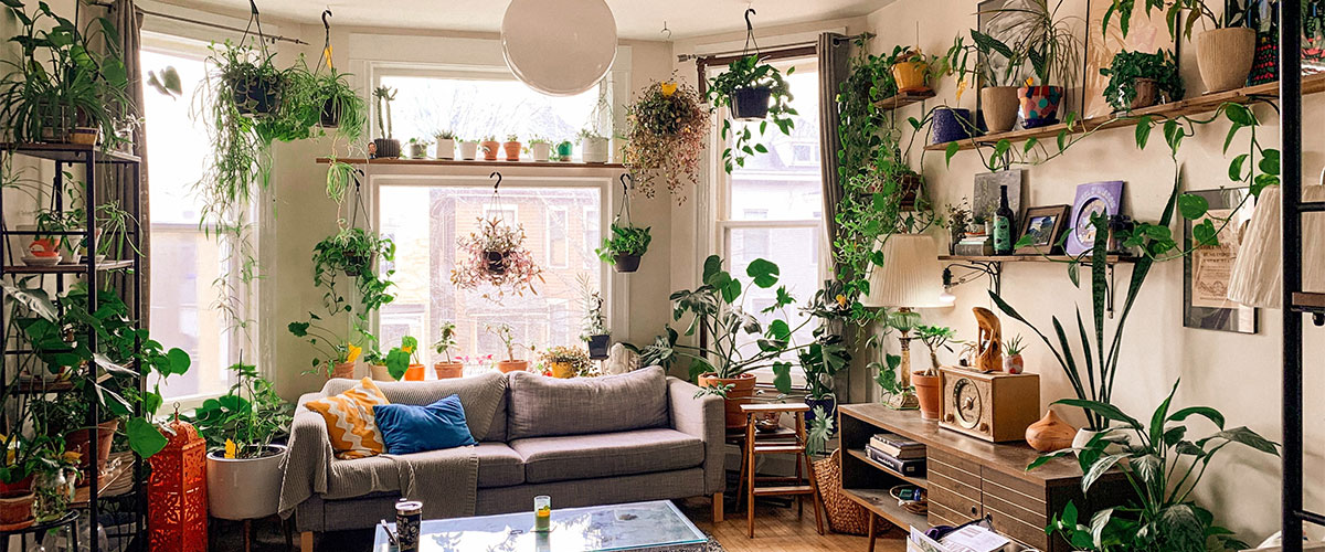 Ein Raum mit großen Fenstern, mittig ein Sofa, an den Seiten Regale, ist komplett mit Pflanzen ausgestattet und somit der perfekte Urban Jungle.